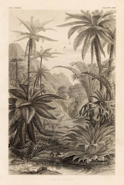 Tree ferns engraving illustration 1857 Illustration from a History of the Vegetable Kingdom - 1857 tree fern stock illustrations