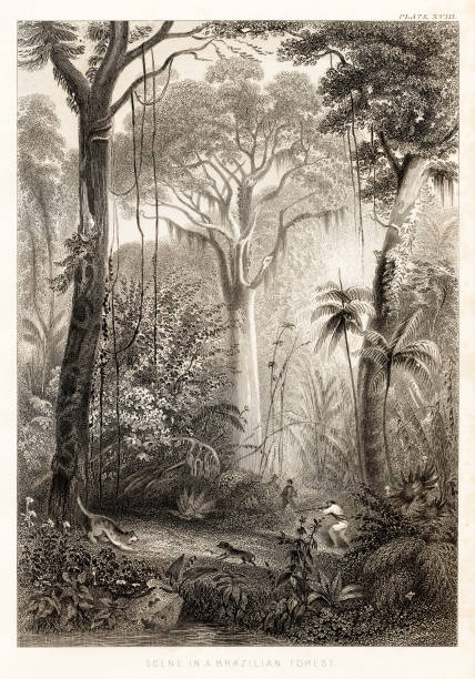 istock Scene in the brazilian forest algae engraving illustration 1857 1484216243