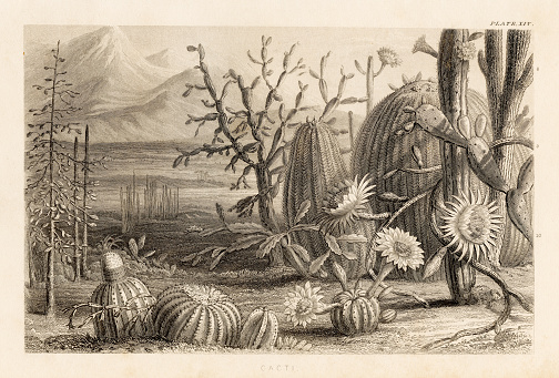 Illustration from a History of the Vegetable Kingdom - 1857