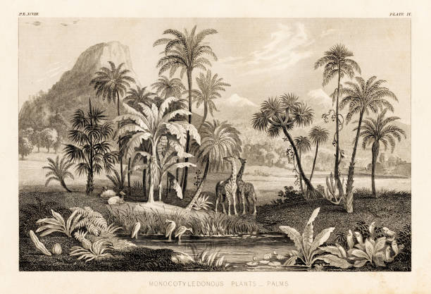 Vegetazione africana e animali incisione illustrazione 1857 - illustrazione arte vettoriale