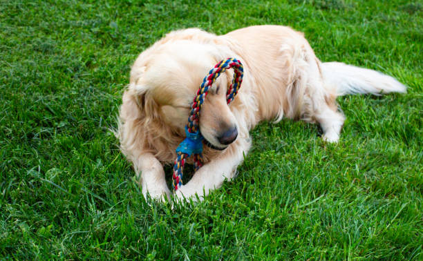 istock Golden retriever dog 1484216458