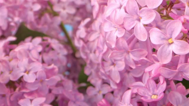 Pink Lilac Flowers Fly Through