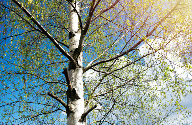 Birches with black and white birch bark and young green leaves, in early spring against a blue sky. The concept of nature, peace, awakening.