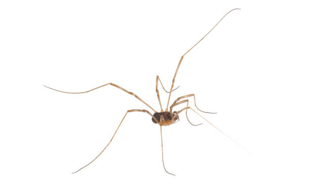 istock Saddleback harvestman isolated on white background, Mitopus morio 1484222023