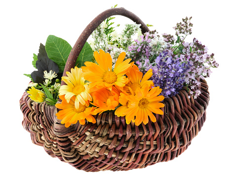 Basket full of healthy fresh medicinal herbs, isolated. Calendula, lavender, oregano, balm mint, melissa flowers. Alternative herbal medicine.