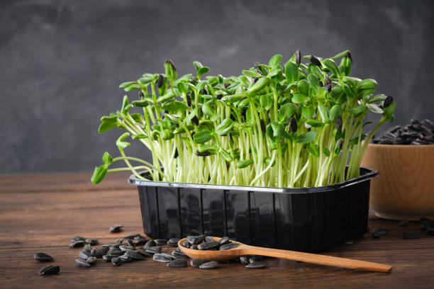 Sunflower seeds sprouts for a healthy diet food. Microgreens. Green growing seedlings. stock photo