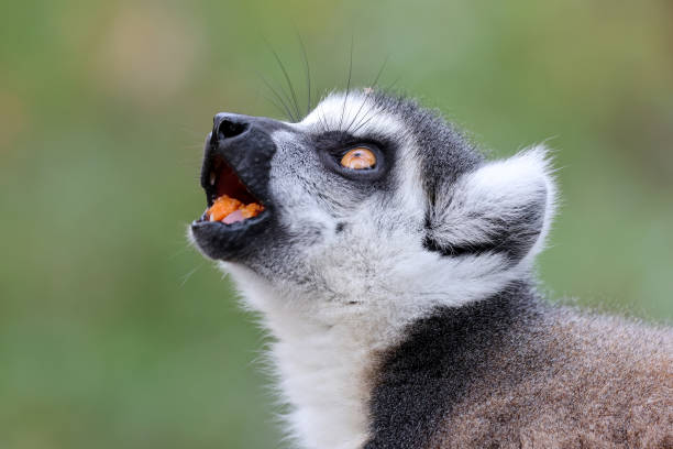 istock Close up shot of Ring-tailed lemur (lemur catta) 1484224272