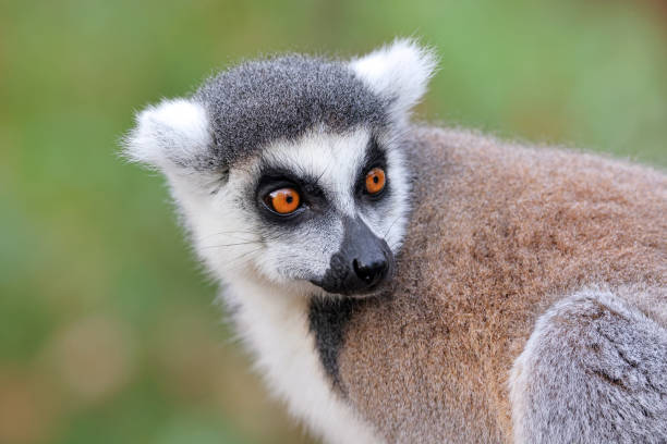 istock Close up shot of Ring-tailed lemur (lemur catta) 1484224282