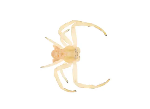 Thomisus onustus is a crab spider belonging to the genus Thomisus.