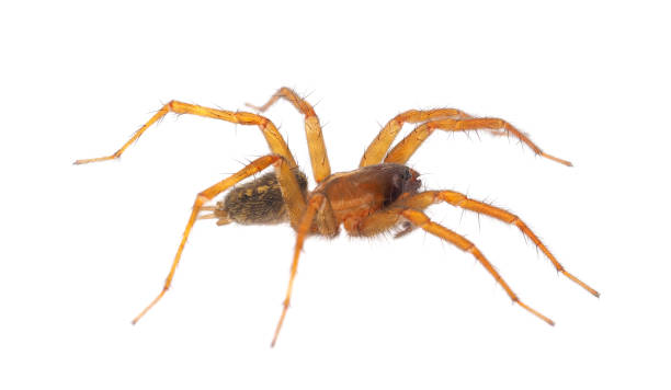 istock Mediterranean funnel weaver spider isolated on white background, Lycosoides coarctata 1484224635
