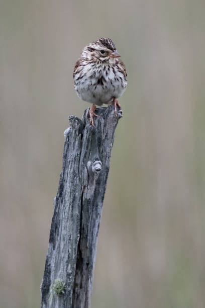 passero della savana - passerculus sandwichensis foto e immagini stock