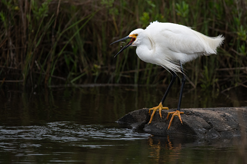 A snowy egret, Egretta thula, fishing for food in the salt marsh