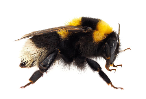 Bombus ruderatus, the large garden bumblebee or ruderal bumblebee, is a species of long-tongued bumblebee found in Europe and in some parts of northern Africa.