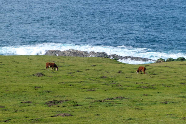 istock Rocky coast in Big Sur, California 1484227223