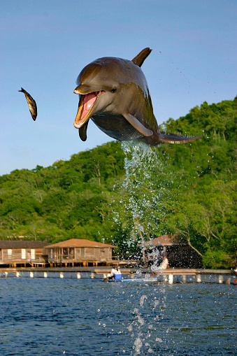 A dolphin jumping to catch a sardine