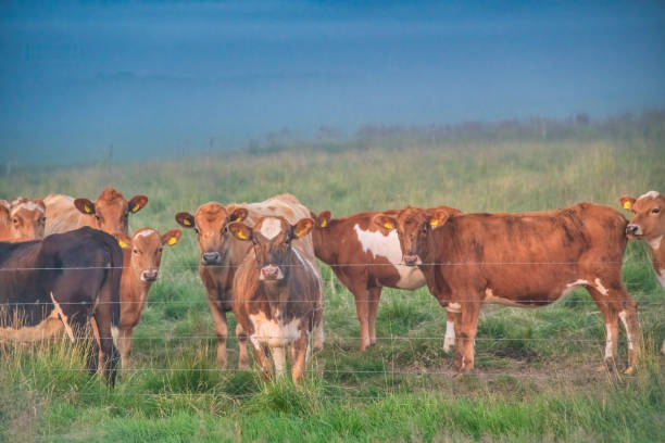 istock Grazing group of cows at sunset in Iceland 1484227946