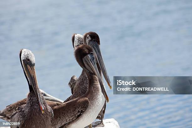 Pelícanos Foto de stock y más banco de imágenes de Agua - Agua, Aire libre, Ala de animal