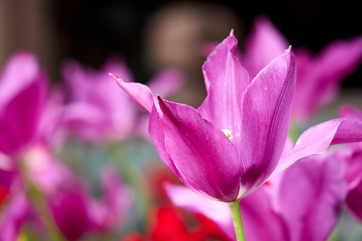 A closeup of Tulipa humilis plant in the garden