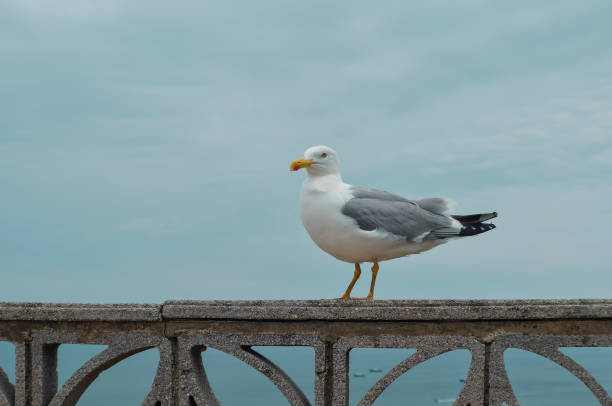 istock A curious seagull watching over the tourists, poses on a stone structure. In the background the blue sky and the Cantabrian Sea. 1484229722
