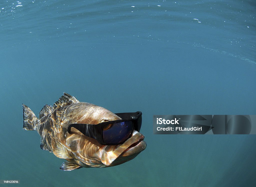 Cool Fish Wearing Sunglasses Stock Photo - Download Image Now - Animal,  Fish, Horizontal - iStock