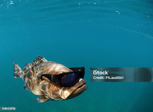 Cool Fish Wearing Sunglasses Stock Photo - Download Image Now