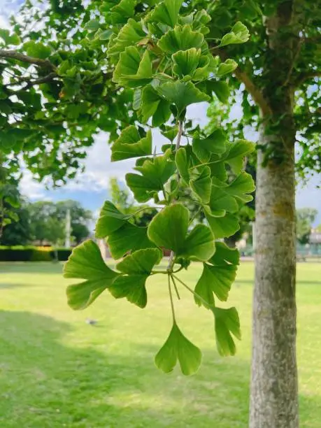Green ginkgo leaves on a tree