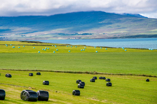 Haystacks in summer season, Iceland.