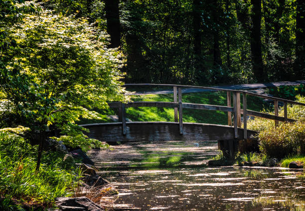 istock Wooden Bridge over a silted up river 1484234755