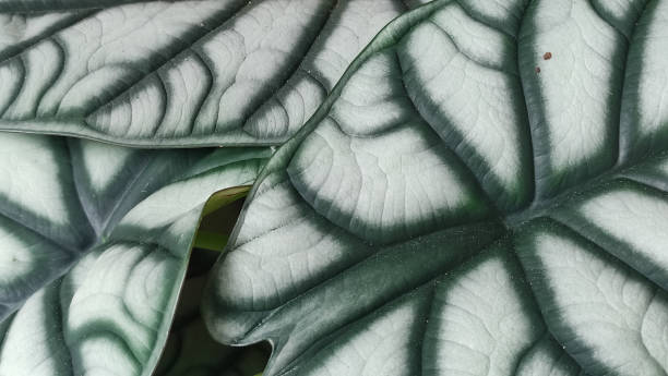istock Close up texture alocasia silver dragon plants, selected focus 1484236161