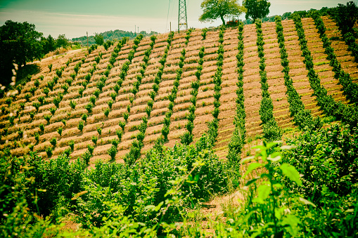 Vineyards of Amalfi Coast in summer season, Italy.