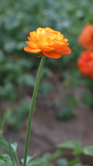 4K video of orange ranunculus flower in field