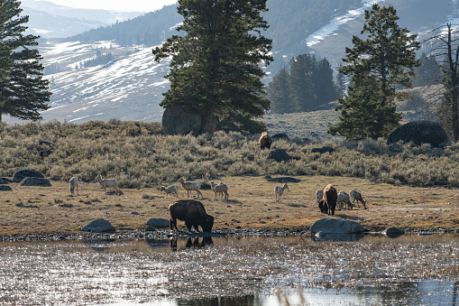 Bison and Big Horn ewes at reflecting pond in the early morning light in the Yellowstone Ecosystem  in Wyoming, in northwestern USA. Nearest cities are Gardiner, Cooke City, Bozeman and Billings Montana, Denver, Colorado, Salt Lake City, Utah and Jackson, Wyoming.