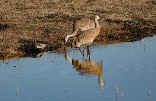 Sandhill cranes in reflecting pond in the early morning light in the Yellowstone Ecosystem  in Wyoming, in northwestern USA. Nearest cities are Gardiner, Cooke City, Bozeman and Billings Montana, Denver, Colorado, Salt Lake City, Utah and Jackson, Wyoming.
