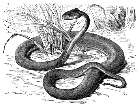 Engraving illustration from “Animal Creation” 1892