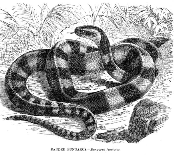 гравюра с полосатой змеей-бунгарусом 1892 г. - cobra engraving antique retro revival stock illustrations