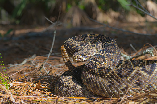 Large Eastern Diamondback rattlesnake - Crotalus Adamanteus - in natural north Florida Sandhill scrub habitat in patch of sun with shade background and blurred saw palmetto