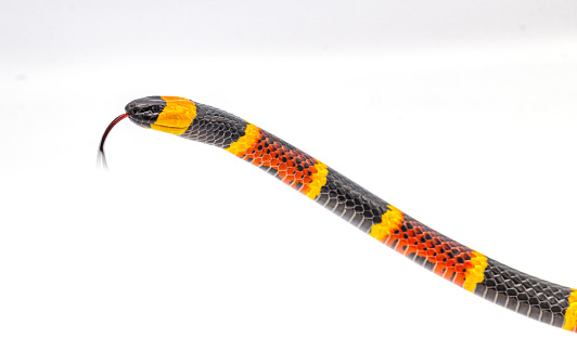 A king cobra snake with body curled and head raised with mouth open and tongue out in strike pose, on a plain reflective surface, surrounded by multi coloured toy plastic snakes. With copy space.