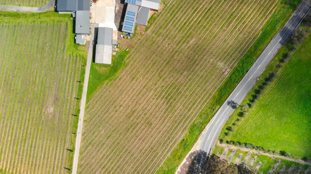 istock South Australia Vineyards, aerial view from drone 1484243639