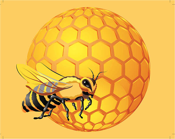 Bee With Honeycomb Hexagon Shapes Stock Illustration - Download Image Now -  Bee, Fly - Insect, Hexagon - iStock