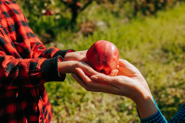 istock A child's hands gently placing freshly picked apples while surrounded by the lush greenery 1484244973
