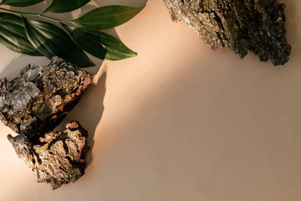 istock plant background nature composition wood leaves 1484245223