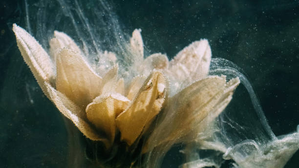 istock underwater flower water paint splash yellow petals 1484245319