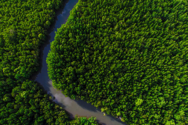 istock Tropical mangrove green tree rainforest in sea bay nature ecology system 1484247752