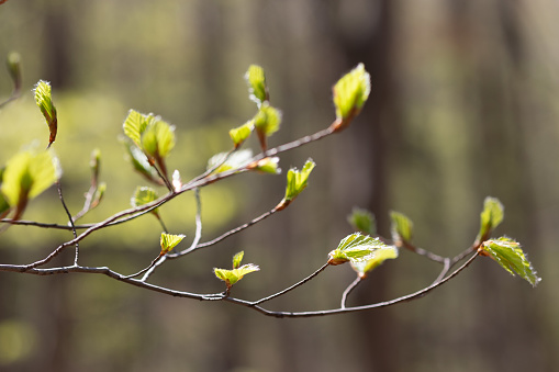 Leaves on Trees. Spring. Forest. Cracov. Poland