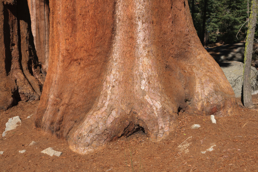 Sequoia trees, Sequoia National Park in California, USA