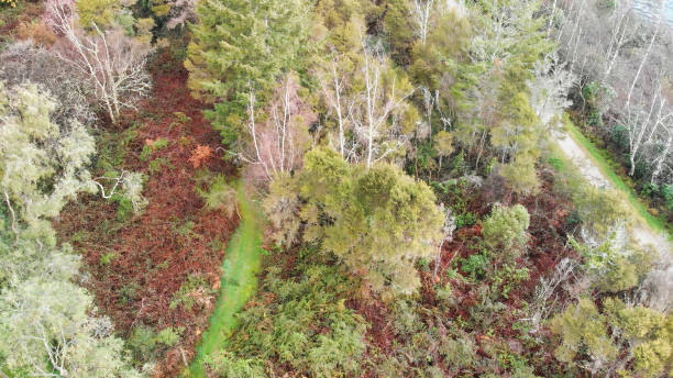 istock Overhead aerial view of beautiful forest 1484251327