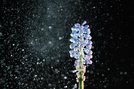 blue common grape hyacinth flower with water splashing studio shot