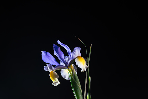 blue and yellow Iris flower with water splashing studio shot