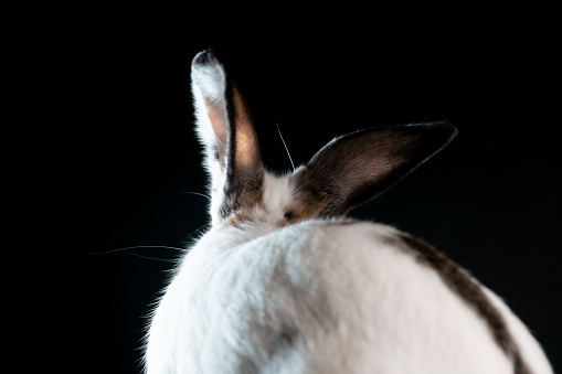 A Wild Rabbit (Oryctolagus cuniculus) sitting in a field in the spring