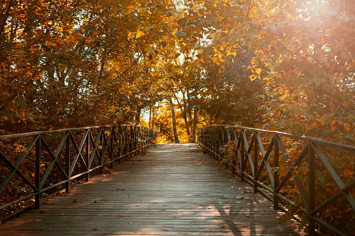 Wooden bridge with railings in the park or autumn forest.